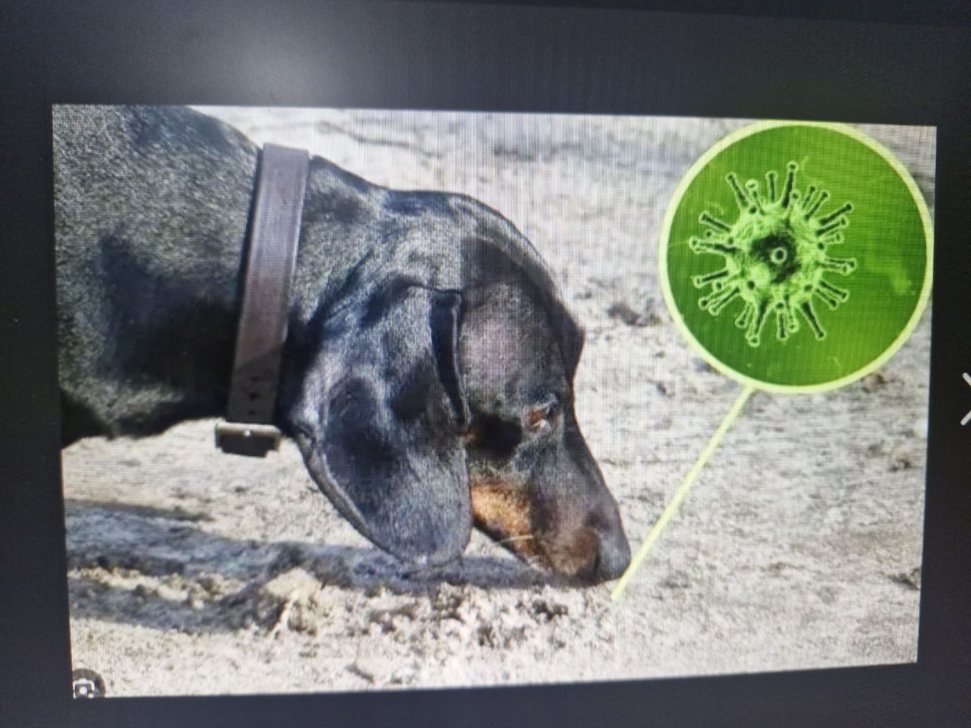 강아지 보험 가입 가능한 질병종류는?