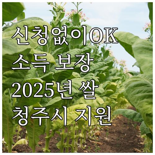 2025년 청주시 쌀 농업인 지원: ..