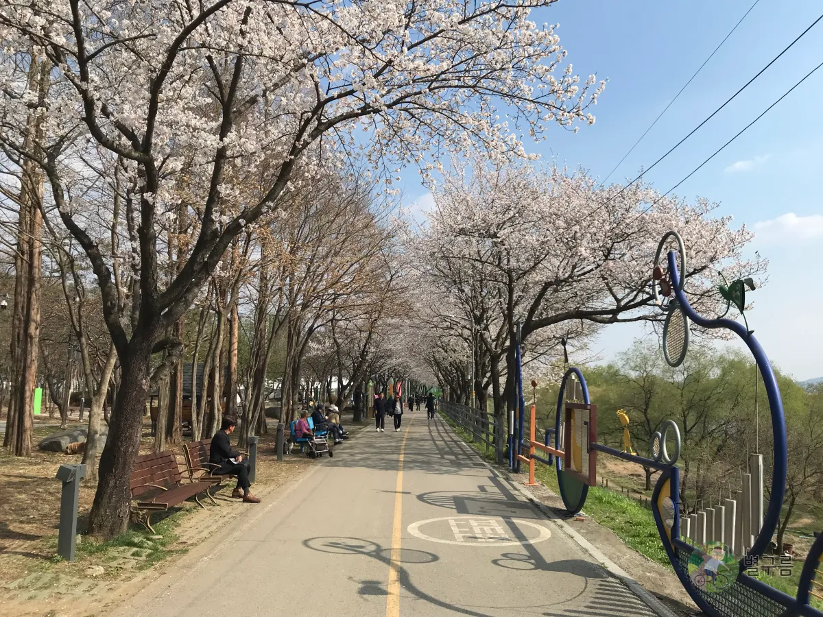 갈산공원-벚꽃-산책길-2