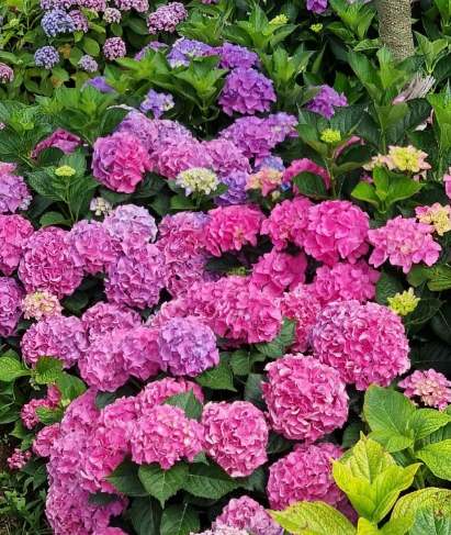 2024 신안 도초도 수국축제 입장료 할인 가는 길 배편