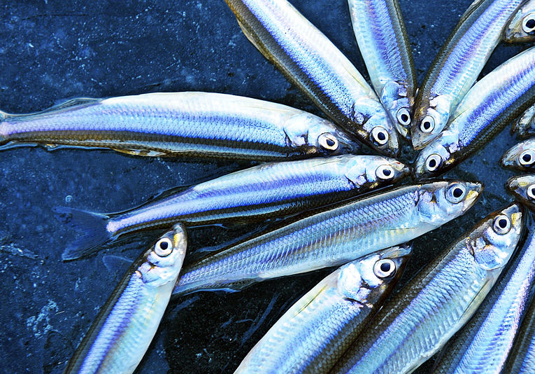 강화 양오 빙어