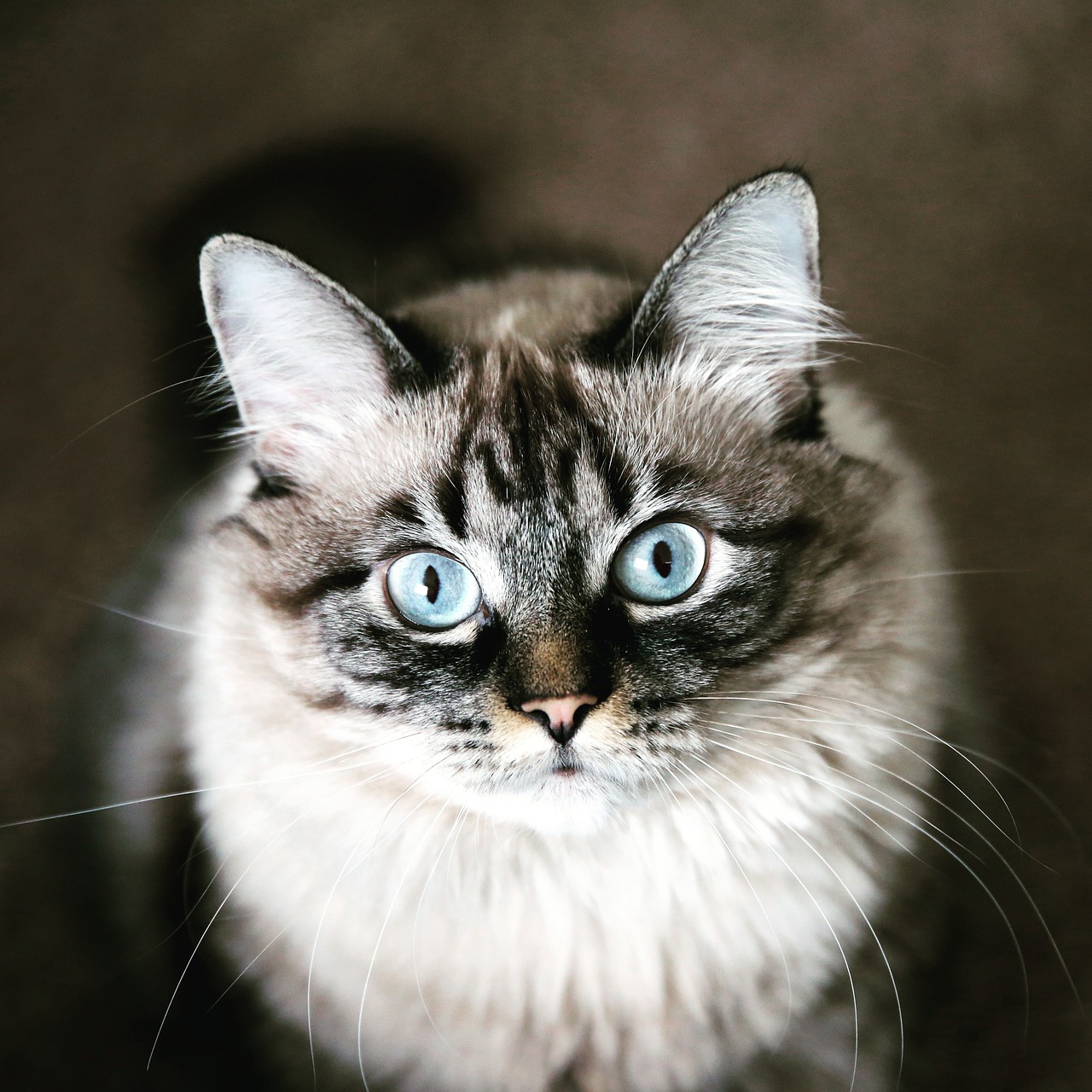 ALT 수치가 높은 경우