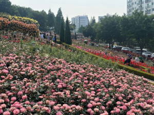 부천 장미축제