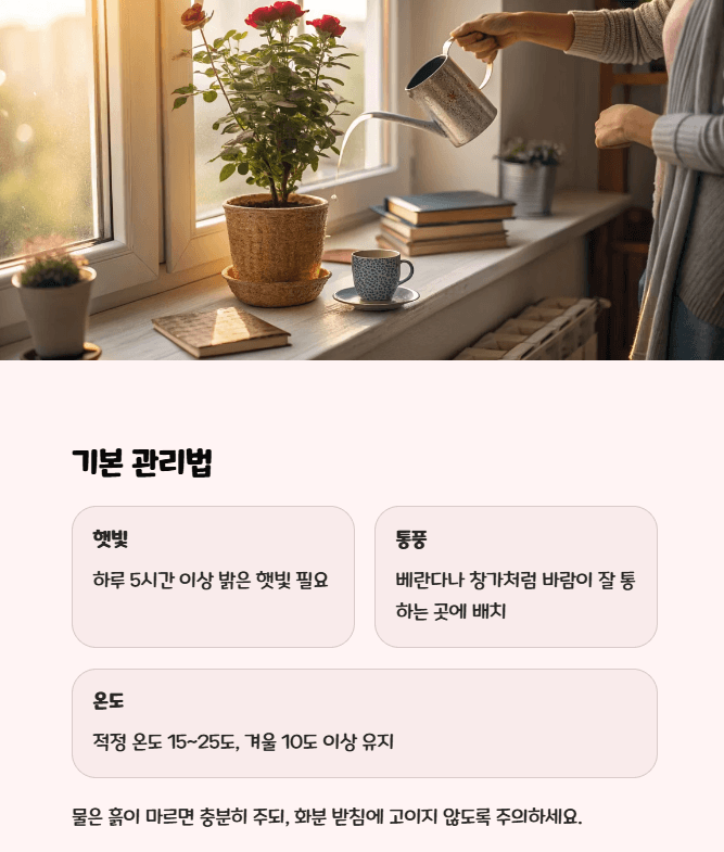 미니장미 키우는 법