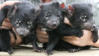 태즈메이니아 데빌 특징 매력 성격_4