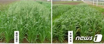 귀리 재배 봄 파종 배수 관리 비료량 조절_4