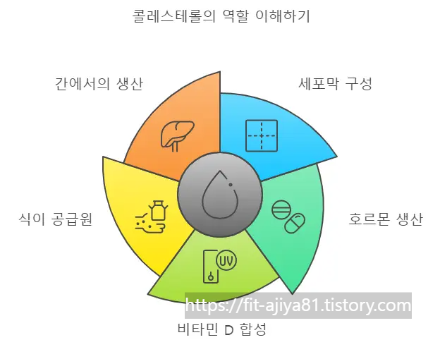 콜레스테롤 역할