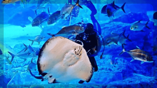 2024 부산 해수욕장 개장일 [추천]