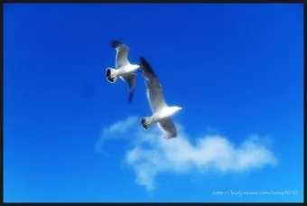 갈매기의 꿈 줄거리 자기초월 우화 리처드 바크_25