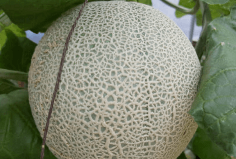 생거진천 이원농장