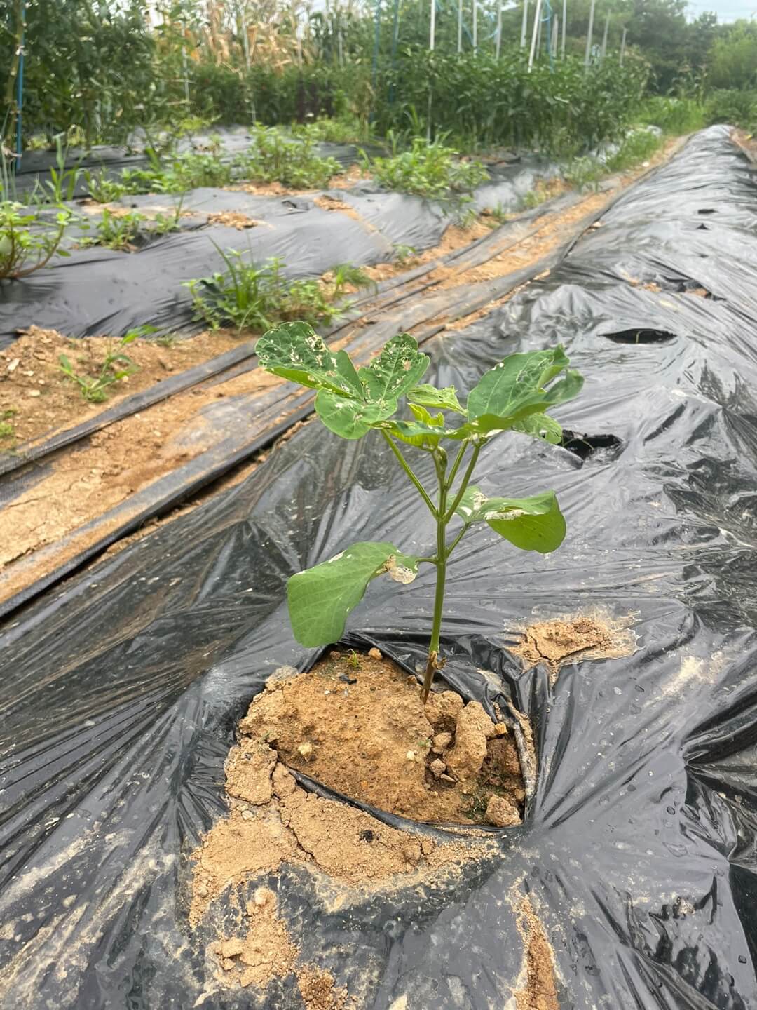 파종 2주된 서리태