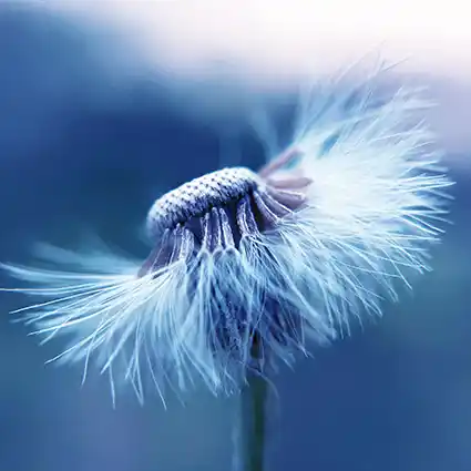 약국 결막염 안약