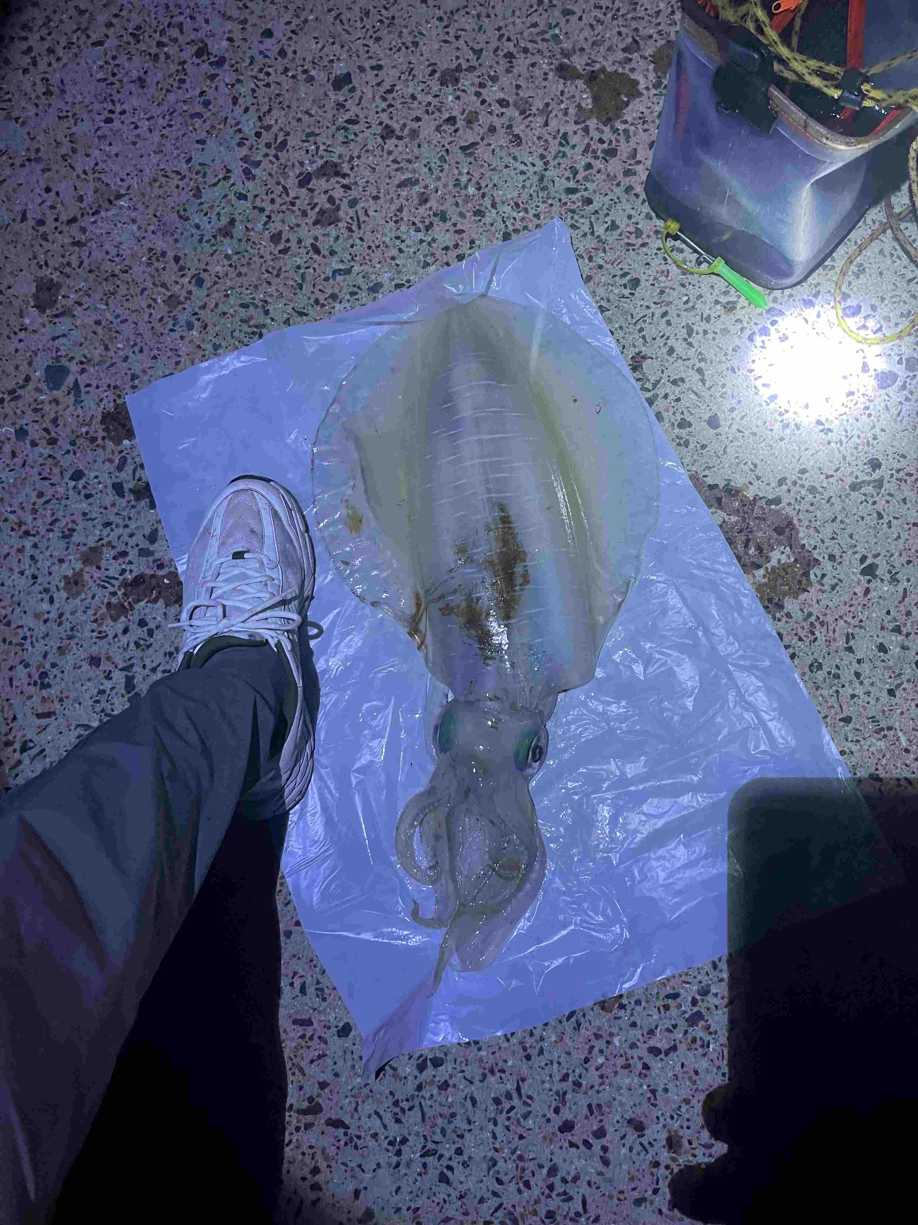 무늬오징어