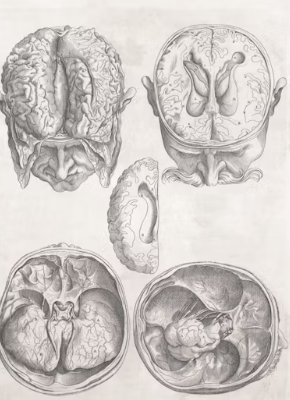 포스파티딜세린 효능 가격 식약처 인증 추천 부작용