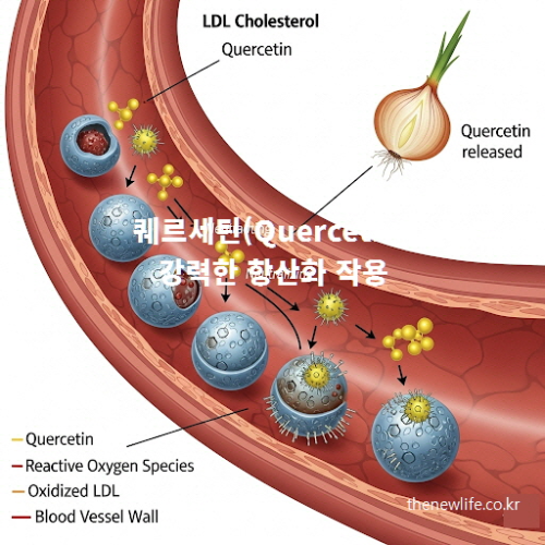양파 효능 성분 퀘르세틴의 강력한 항산화 작용으로 LDL 콜레스테롤 산화를 억제하고 혈관 손상을 예방하는 원리 이미지