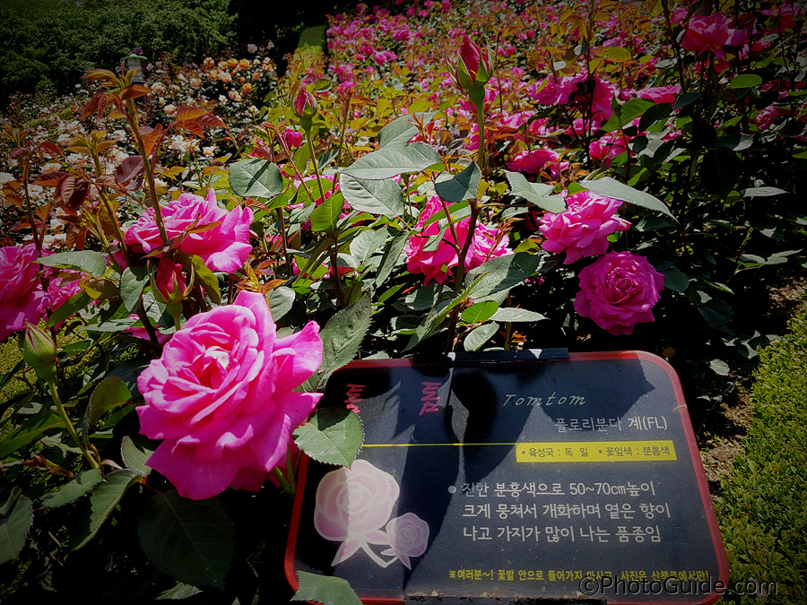톰톰
