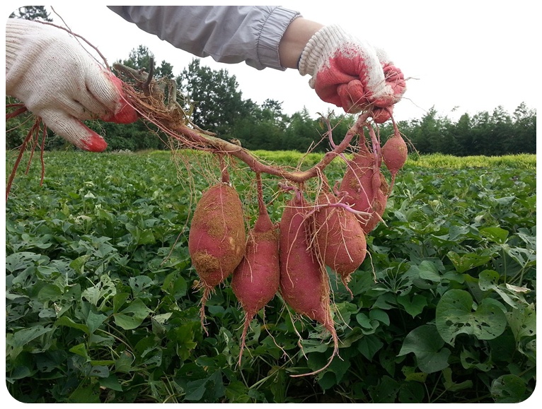 고구마 섭취 시 주의사항