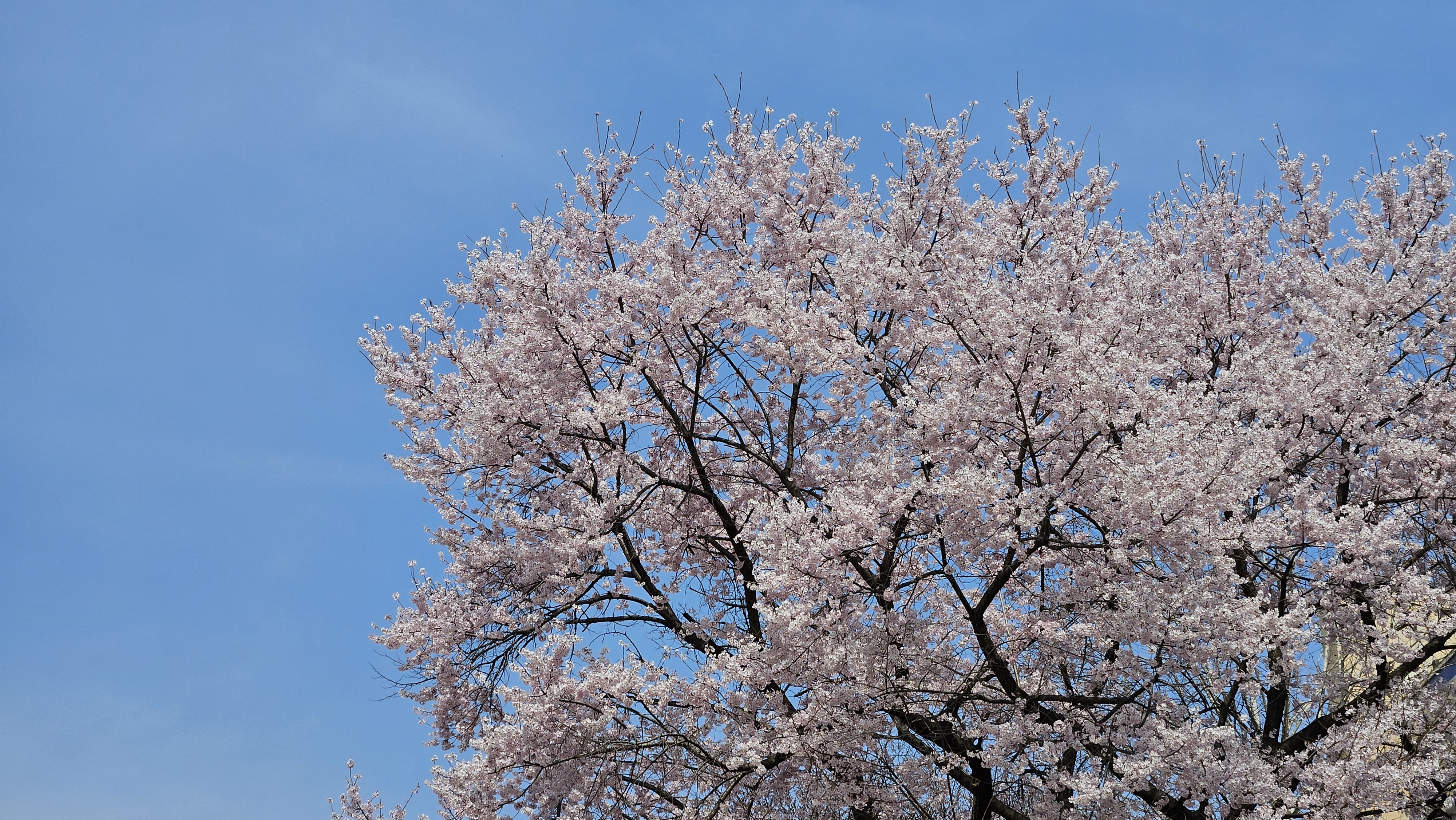 제주공항 가까운 벚꽃명소