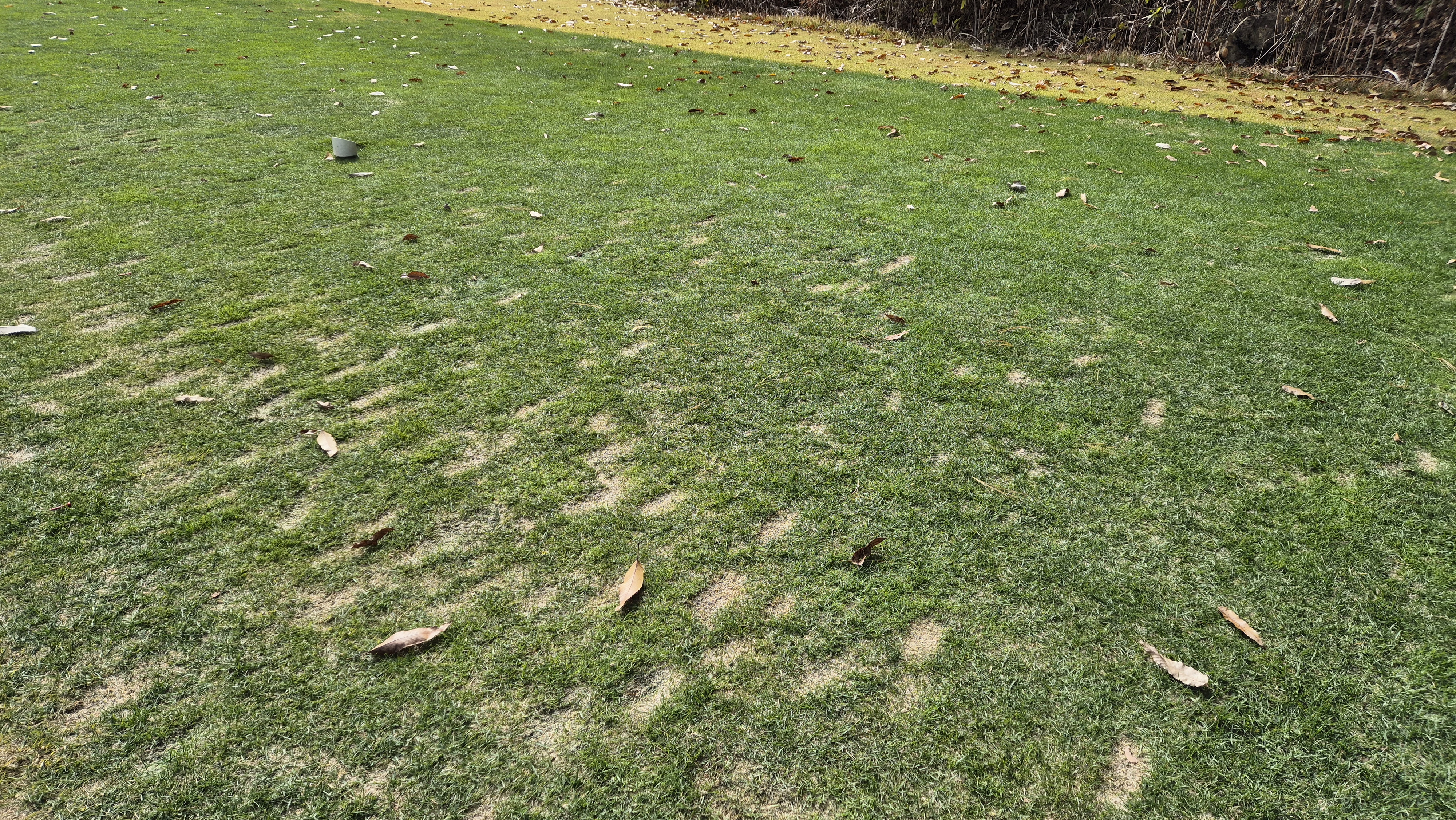 세종에머슨cc 밸리-마운틴 코스 티잉구역 상태