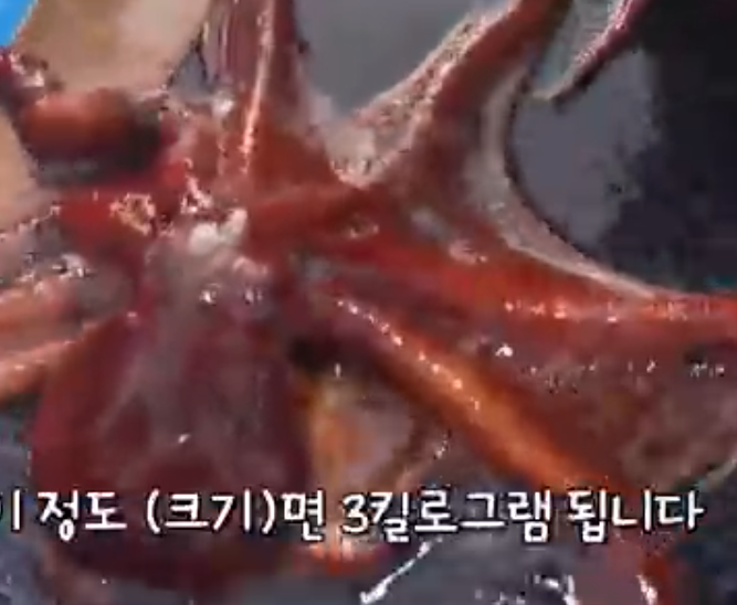 준영호 피문어