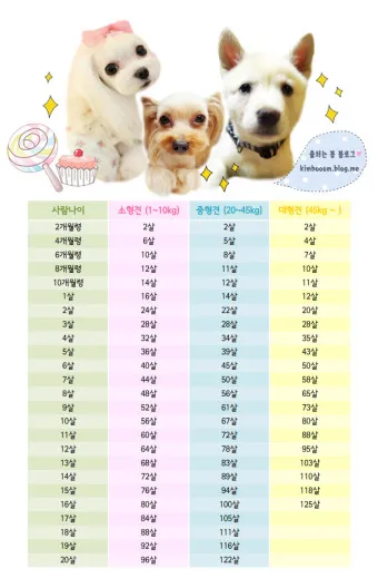 강아지 나이 환산법 가이드 실제 나이 확인 방법_2