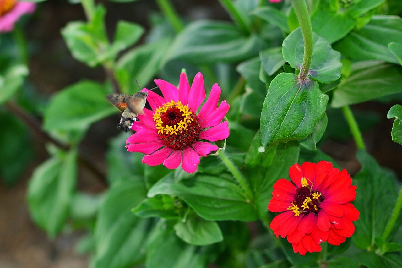 평창 백일홍 축제 기간 추석 입장료 주차장 프로그램