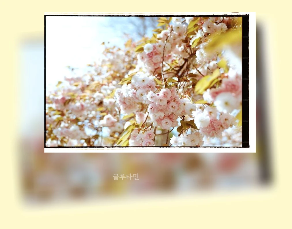 경주 겹벚꽃 명소_1_subsection