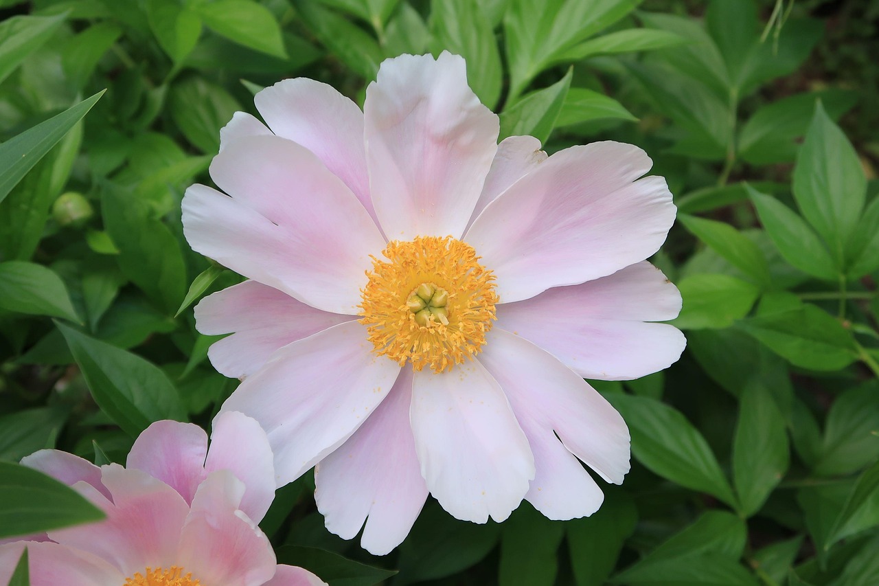  작약의 꽃말 : 수줍음&amp;#44; 행복한 결혼&amp;#44; 부귀