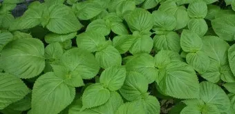 화분 잎타는 현상 예방 차광커튼 시간대조절 직사광관리 요령_8