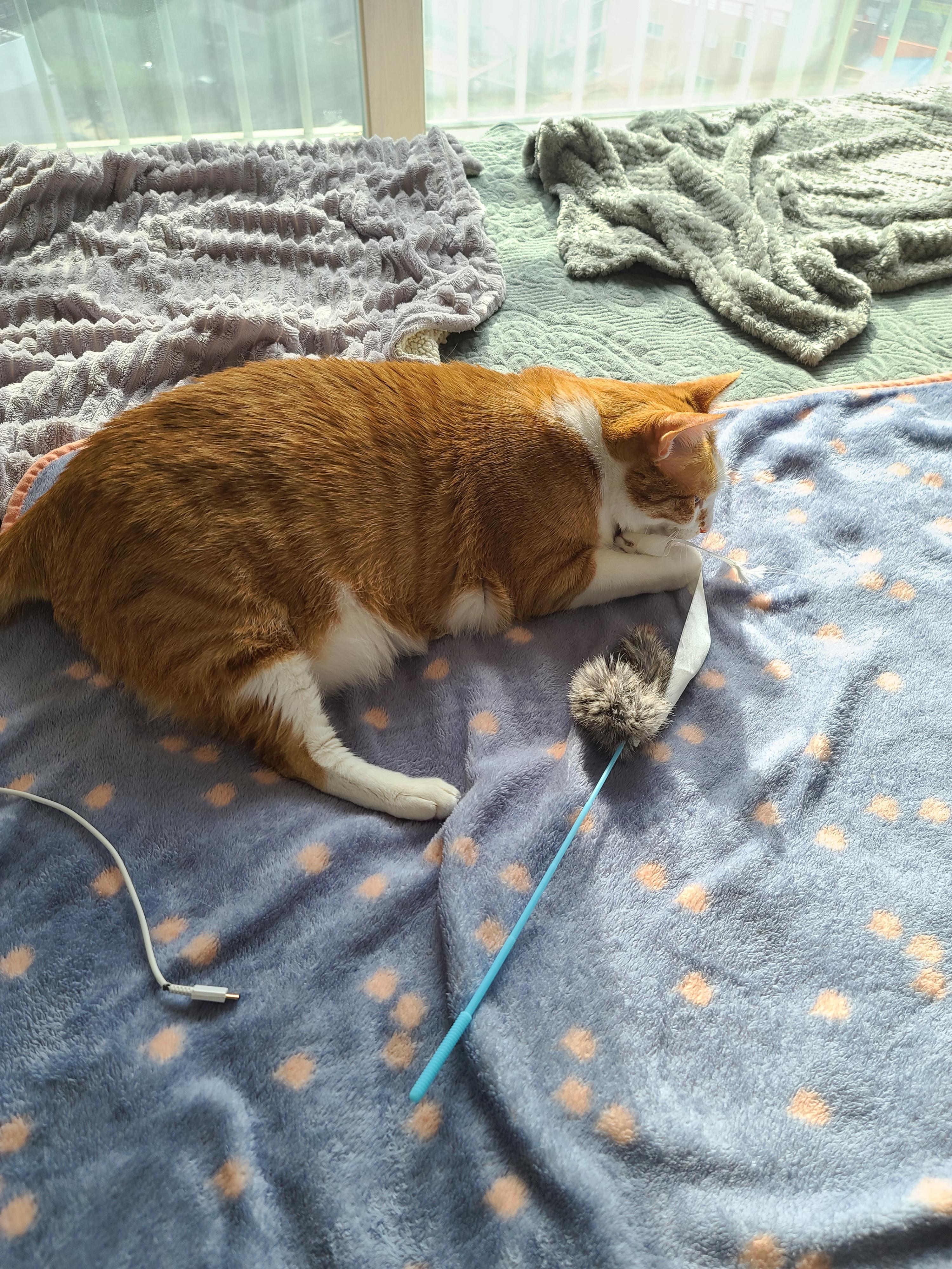 잠도 안자고 놀자고 조르는 고양이 호야 (feat.젖소냥이 두리)