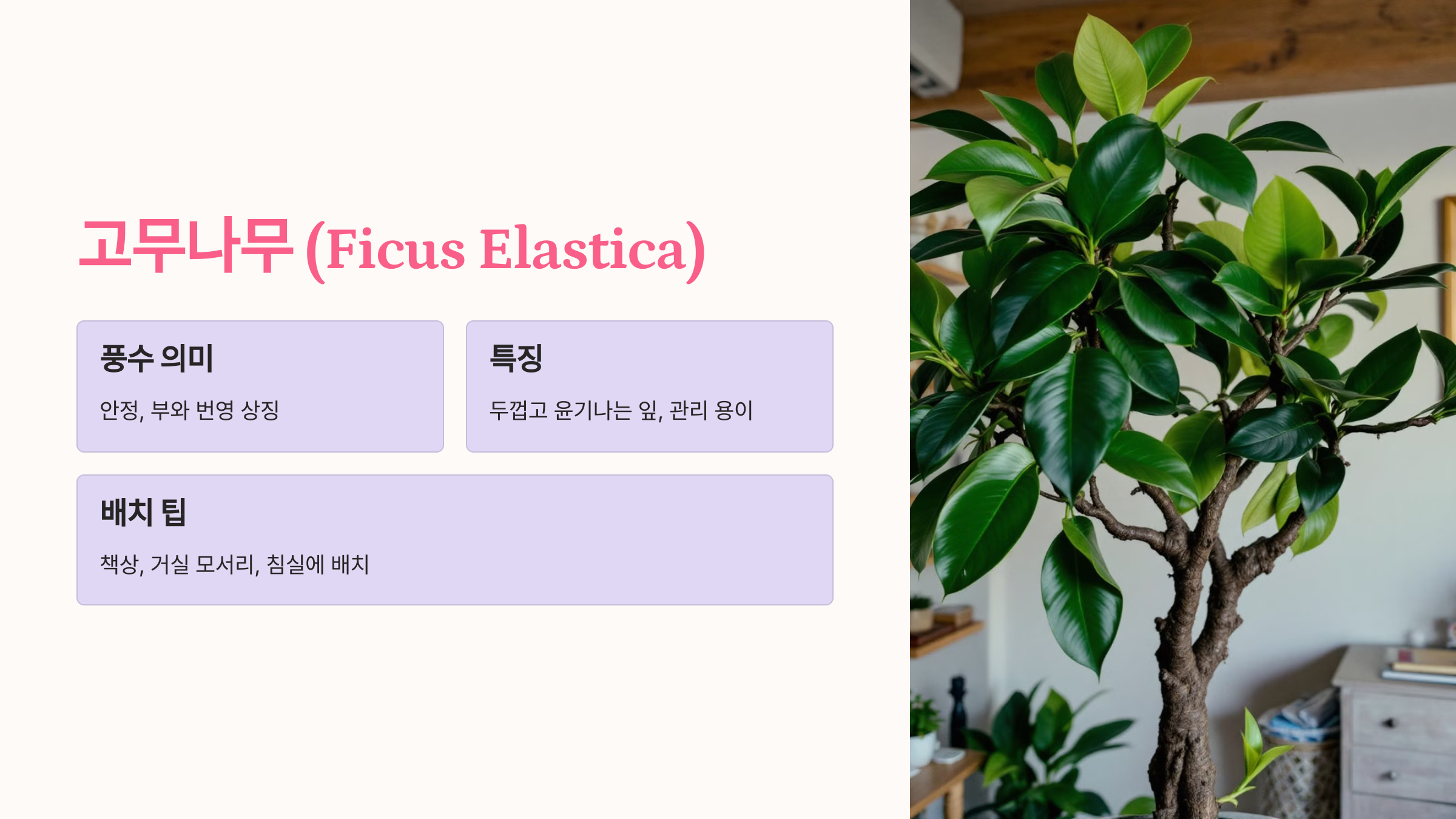 고무나무 (Ficus Elastica)