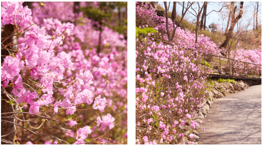 화담숲-철죽-진달래길