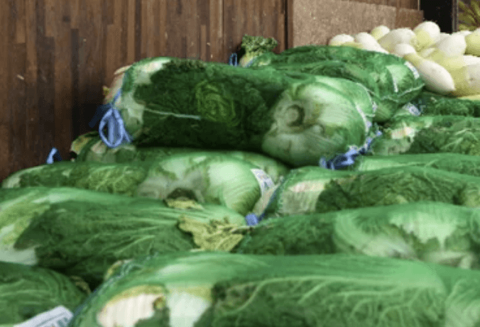 배추 전량 방출