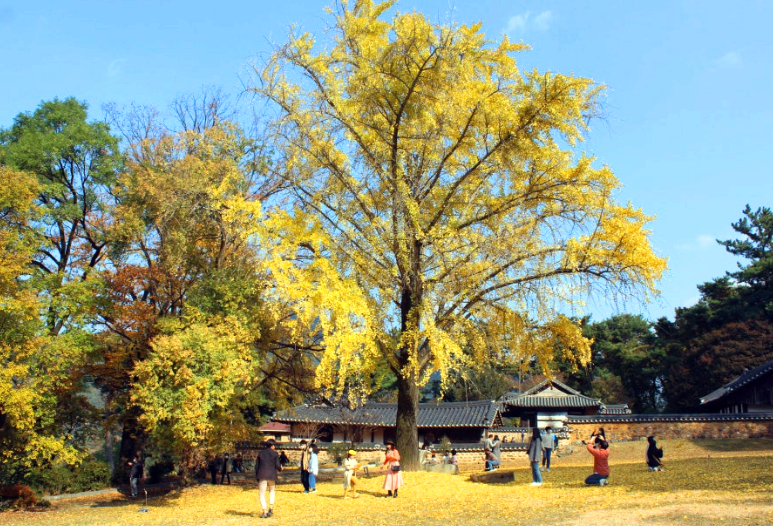 밀양 오연정 은행나무