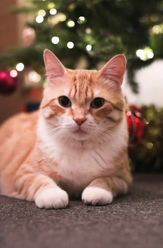 고양이 면역력 관리