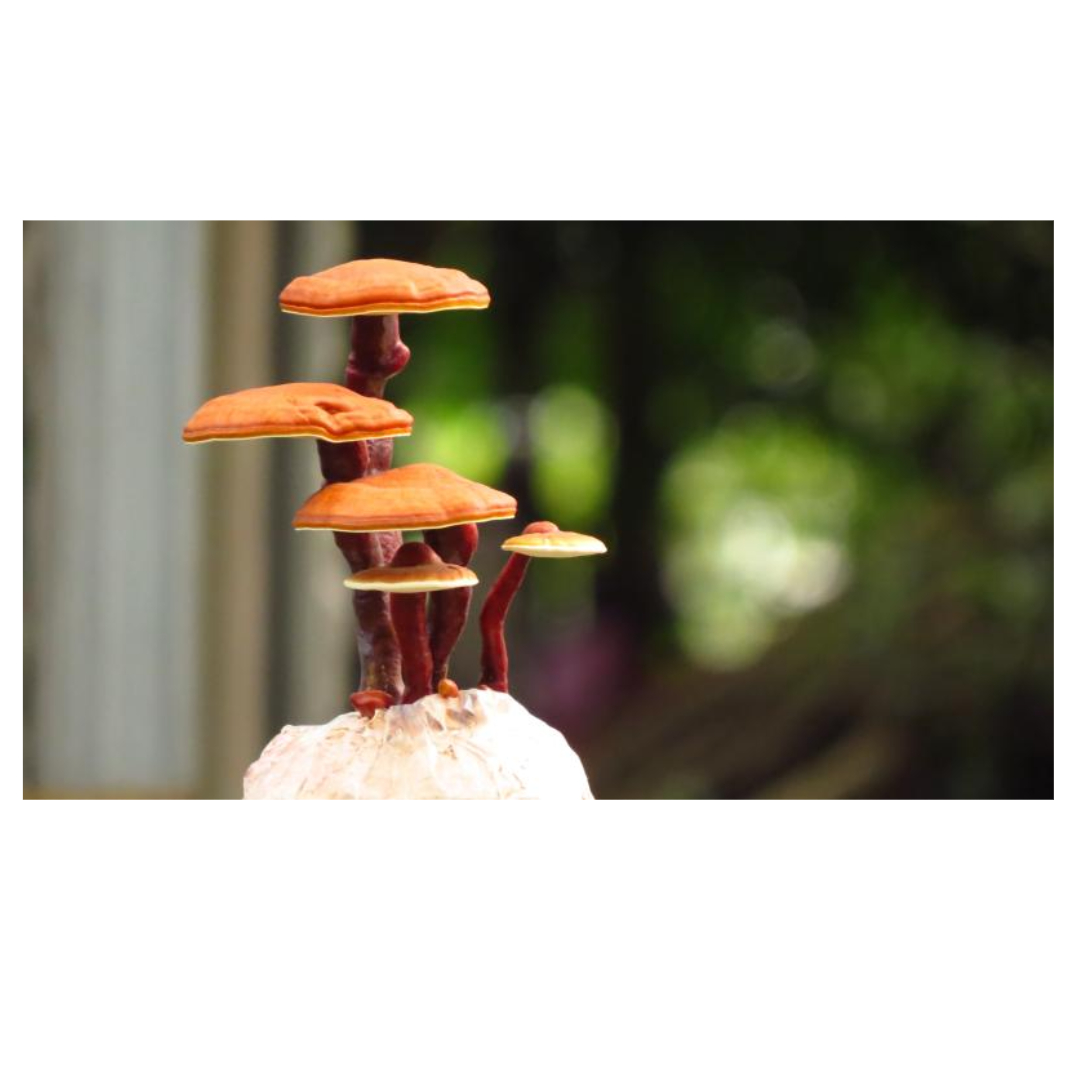 차가버섯과 관련된 사진입니다.