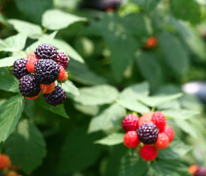 복분자 효능, 강력한 항산화와 활력 증진의 열매