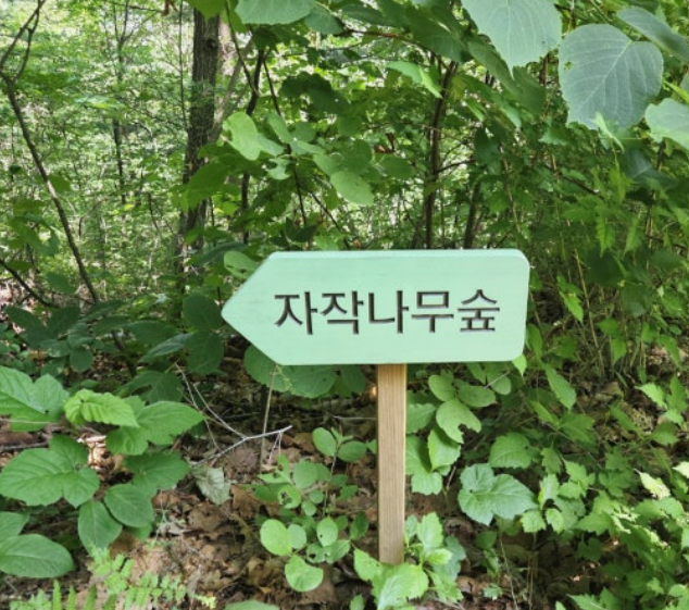 [여행기]수도권 1시간! BTS 화보 촬영지로 유명한 양평 서후리숲 자작나무 코스 완벽 가이드