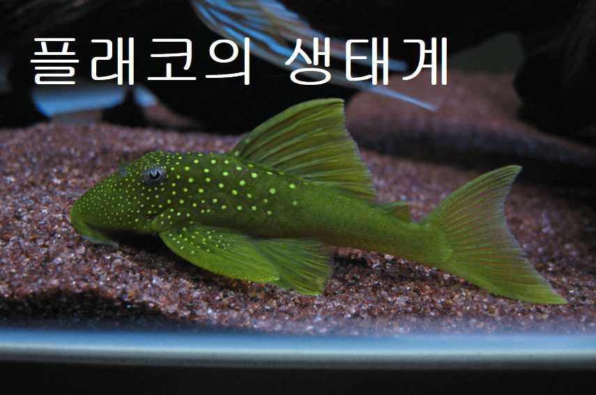 플래코 생태계