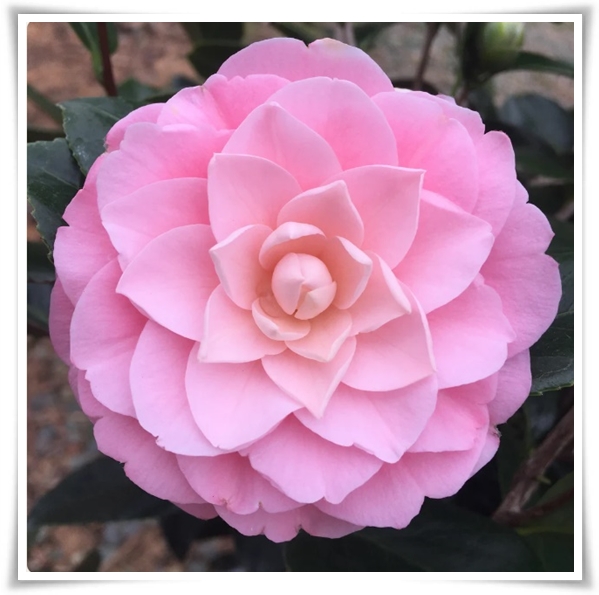 "동백꽃" 겨울의 끝 봄의 우아함을 담은 붉은 보석!