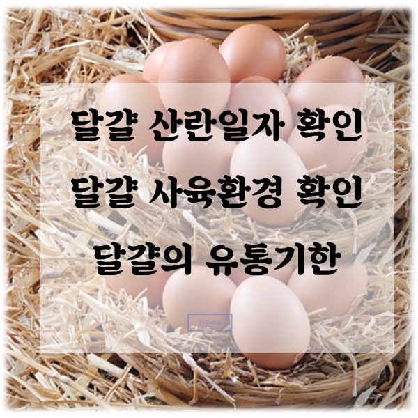 달걀-산란일자-확인-배너
