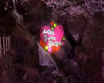 하동 십리벚꽃길 개화상황_12