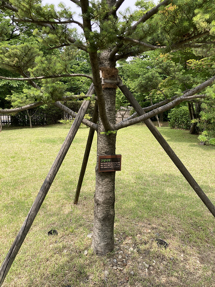 구상나무