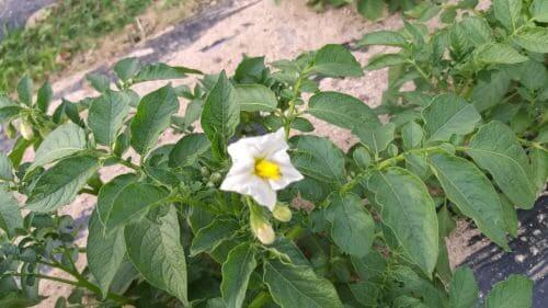 감자재배-감자꽃-따주기