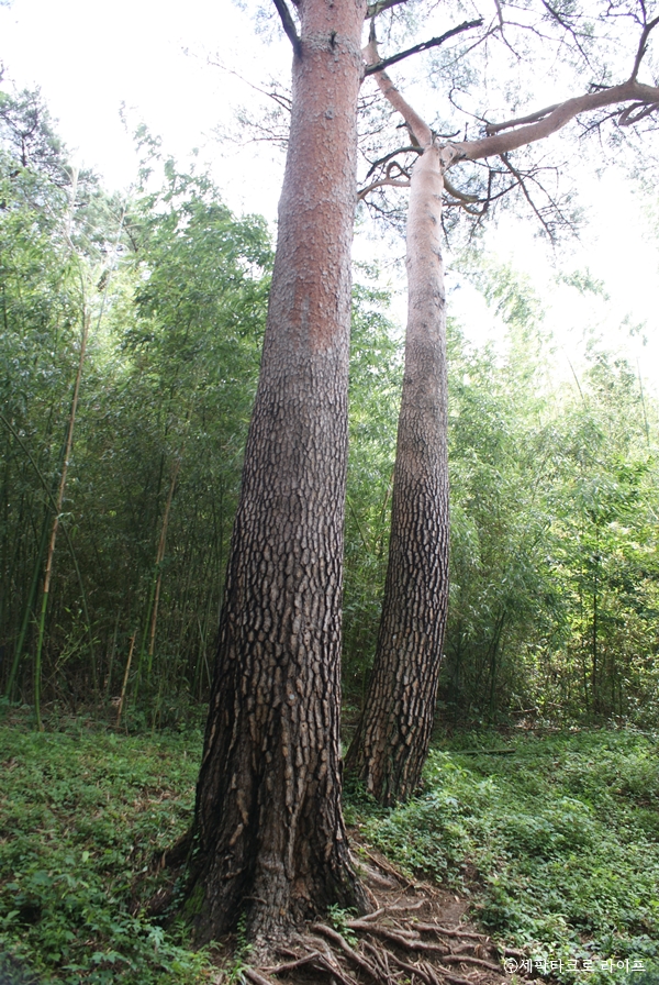 아홉산숲_금강소나무