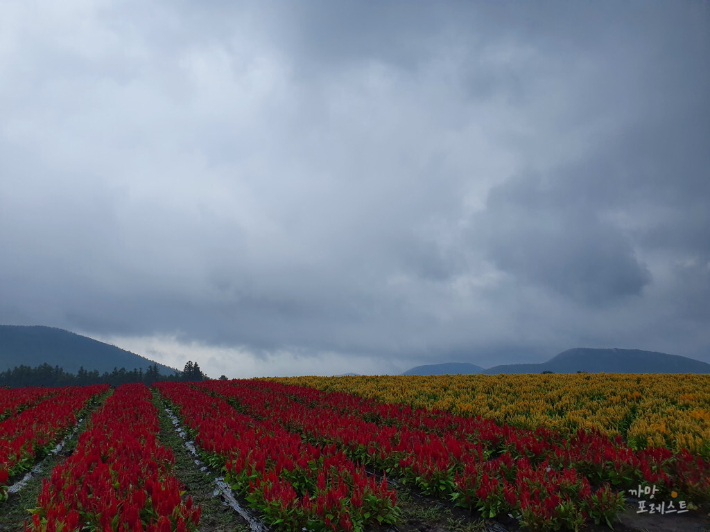 표선 보롬왓 계절별 꽃