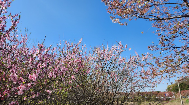 대청호 벚꽃축제1