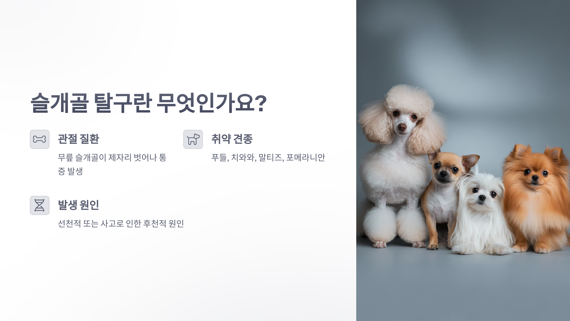 참조-반려동물,-슬개골-탈구-2