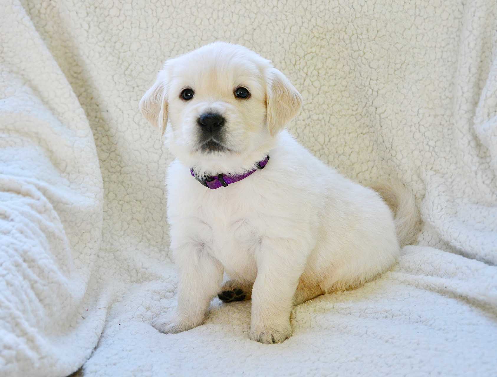 강아지 관련 사진