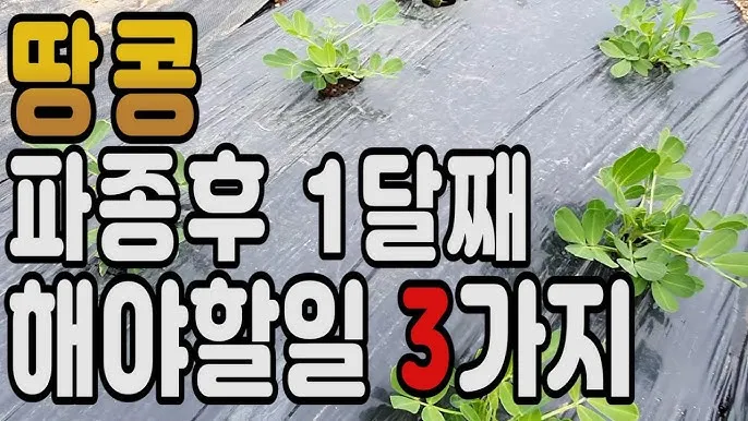 땅콩 심는 시기 수확시기 모종 파종_5